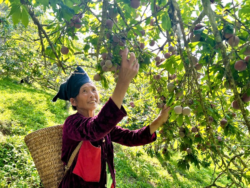 Tà Tổng vào mùa mận chín