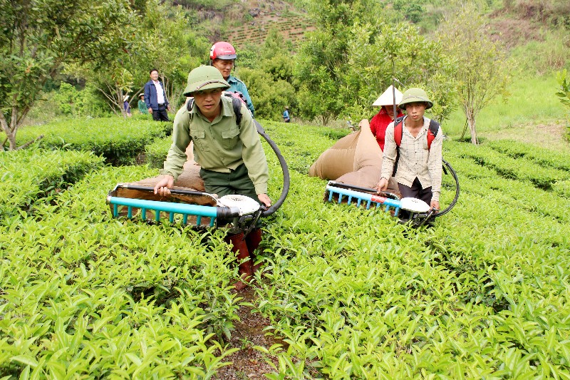 Hiệu quả từ chuyển đổi cơ cấu cây trồng, vật nuôi ở Tam Đường