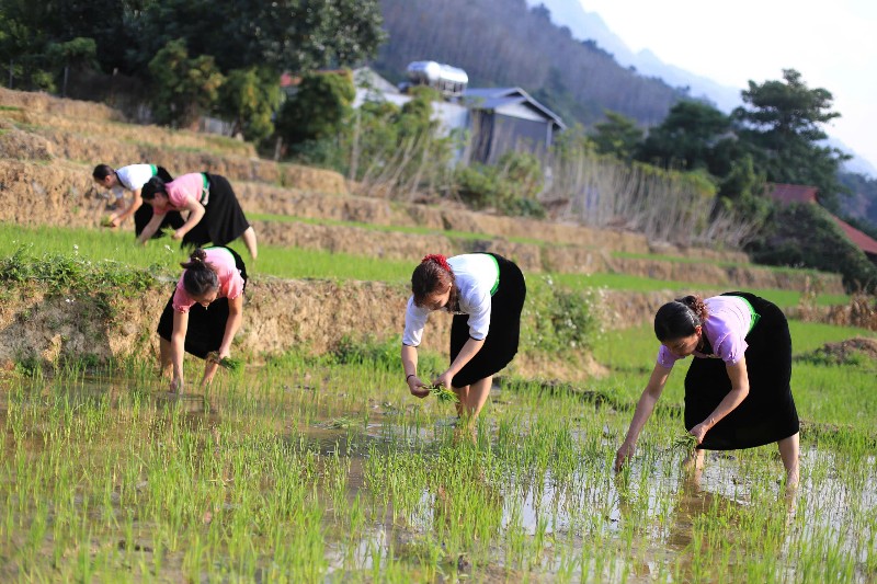 Về bản không ma túy
