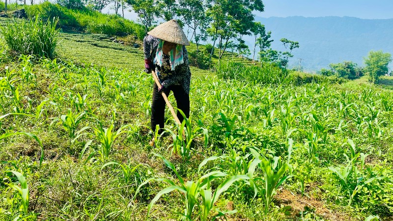 Thực hiện hiệu quả các chương trình mục tiêu quốc gia