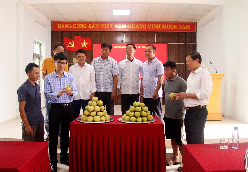 Tổng kết mô hình chăm sóc cây lê theo hướng VietGAP 