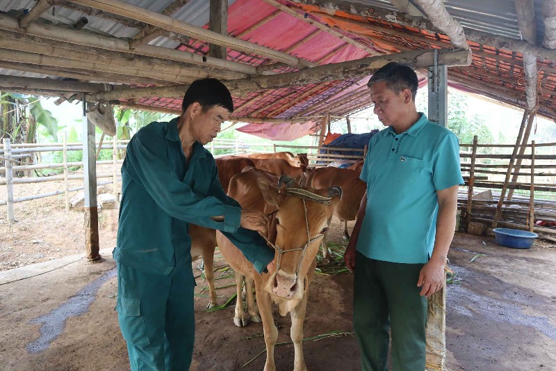 Đẩy mạnh phát triển chăn nuôi