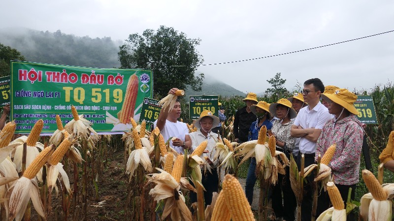 TQ 519 – Giống ngô mới gieo hy vọng trên đồng đất Tân Uyên