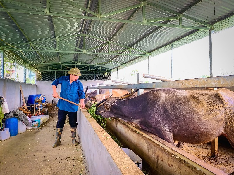 A Páo làm kinh tế giỏi