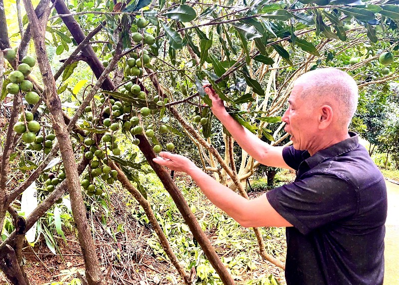 Gỡ khó cho người trồng mắc-ca