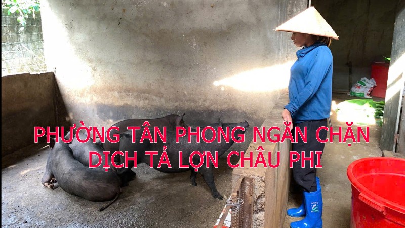 Phường Tân Phong nỗ lực ngăn chặn dịch tả lợn Châu phi