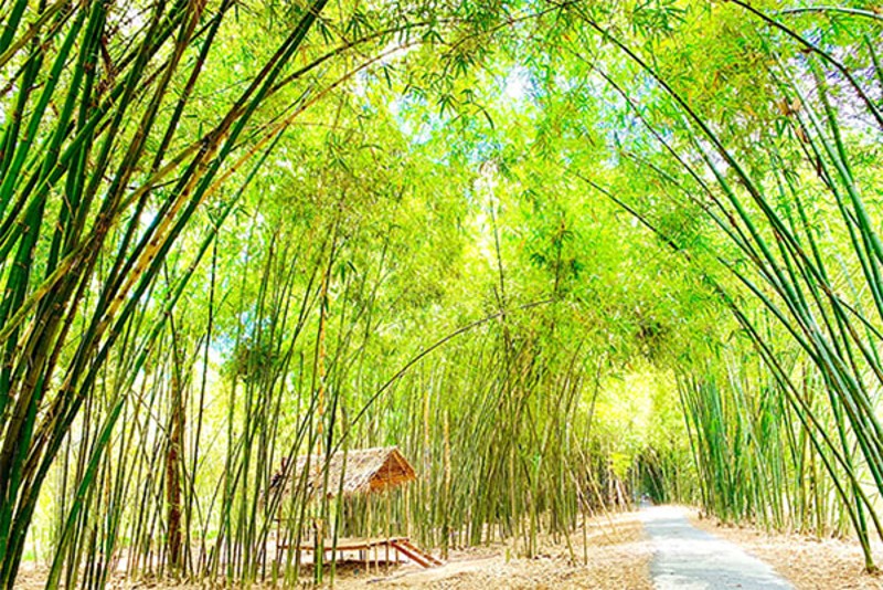 Bản lĩnh “cây tre Việt Nam”
