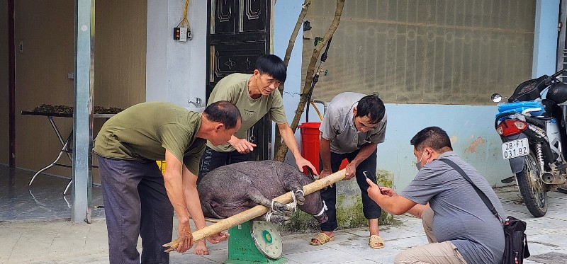 Sìn Hồ bùng phát dịch tả lợn Châu Phi