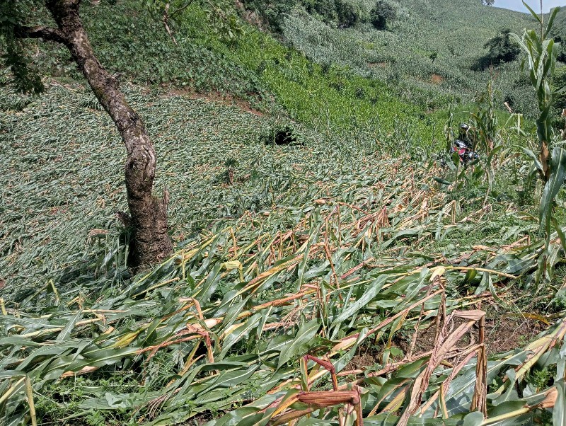Mưa giông, gió mạnh cục bộ làm gãy đổ 50ha ngô ở xã Phong Thổ
