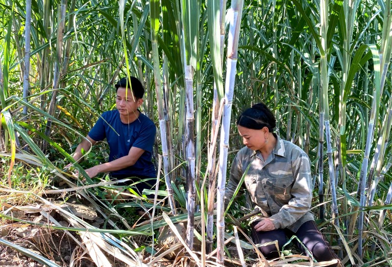 Mô hình liên kết trồng mía