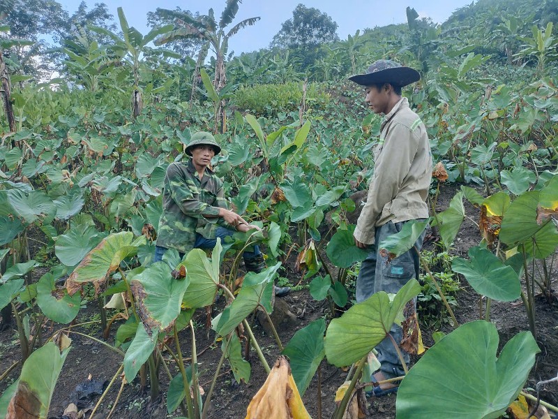 Bí thư chi bộ tiêu biểu