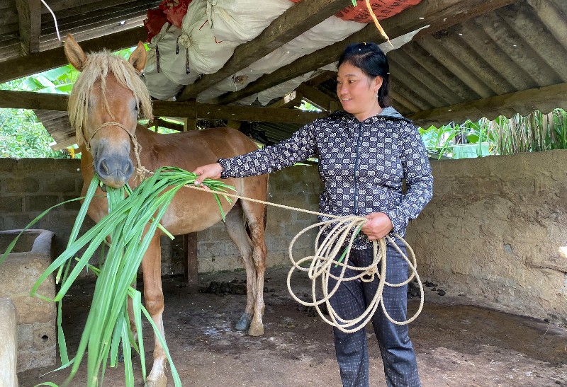 Hỗ trợ sinh kế từ nuôi ngựa sinh sản