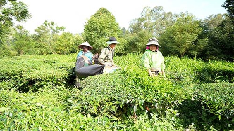 Minh bạch nguồn gốc, nâng tầm nông sản địa phương