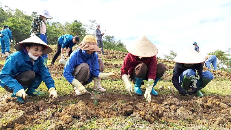 Ra quân giúp nhân dân bản Huổi Hằm trồng chè