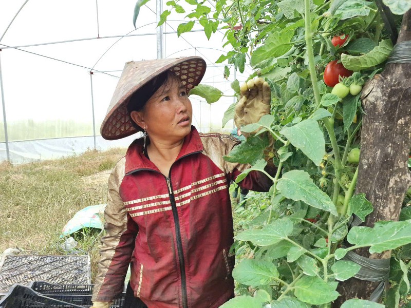 Bứt phá nhờ phát triển nông nghiệp hàng hóa tập trung