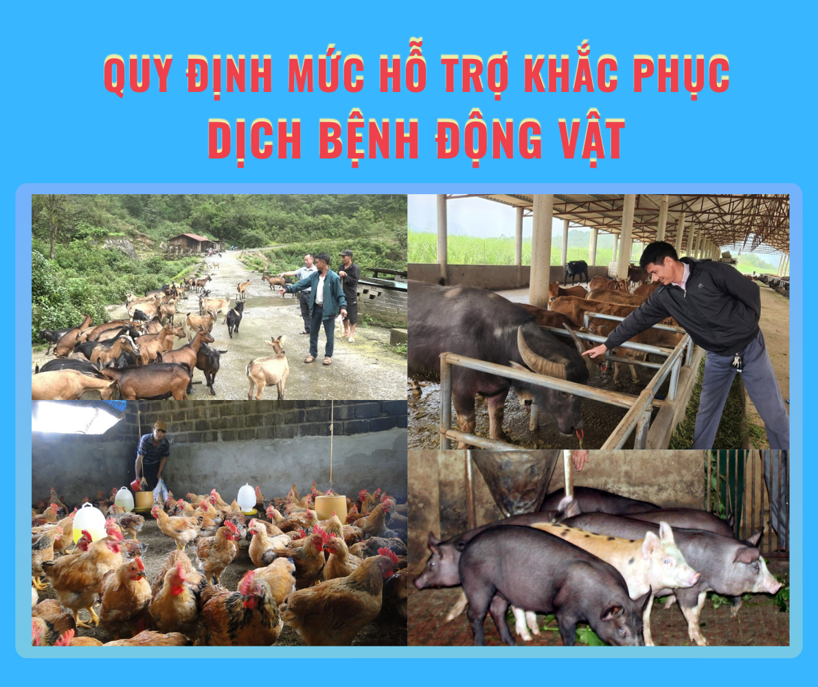 Nghị Quyết Quy định mức hỗ trợ khắc phục dịch bệnh động vật trên địa bàn tỉnh Lai Châu