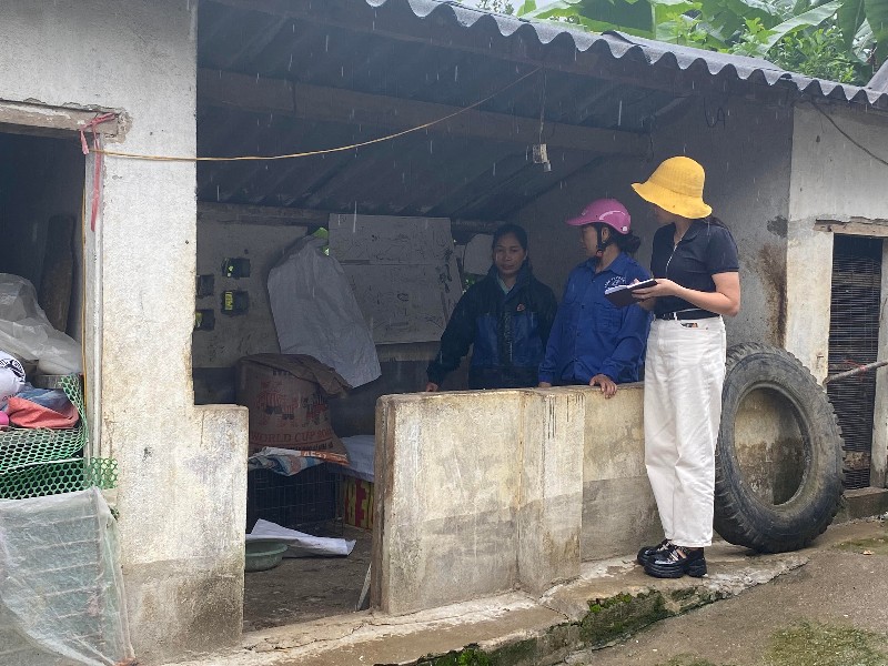 Thận trọng tái đàn lợn