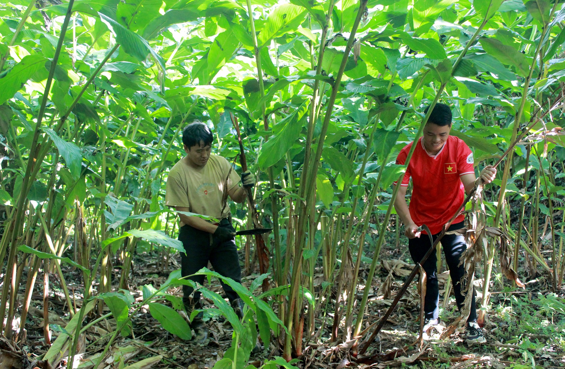 au thu hoạch, bà con tích cực chăm sóc, chuẩn bị cho vụ mùa năm sau.