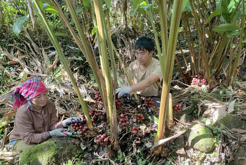 Phát triển dược liệu dưới tán rừng - hướng đi bền vững ở Khun Há