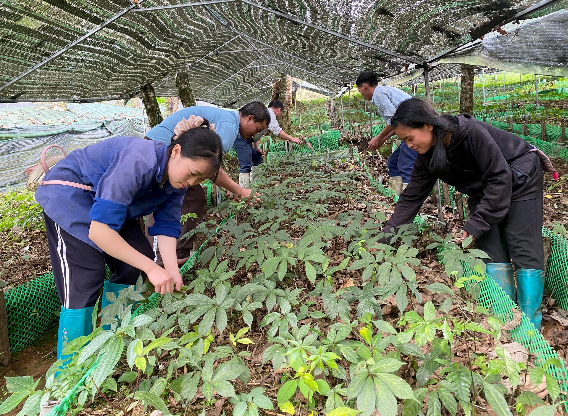 Cây sâm Lai Châu được xã Khun Há đẩy mạnh trồng, nhằm từng bước nâng cao giá trị cây dược liệu của địa phương.