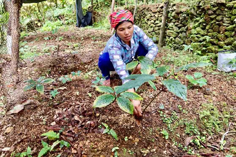 Xã Thu Lũm: Tập trung phát triển cây dược liệu