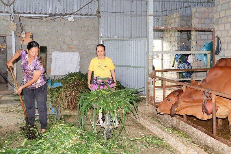 Đẩy mạnh phát triển hợp tác xã và liên kết sản xuất