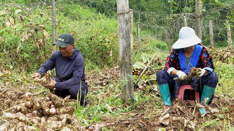  Hiệu quả từ mô hình trồng dong riềng VIETGAP 