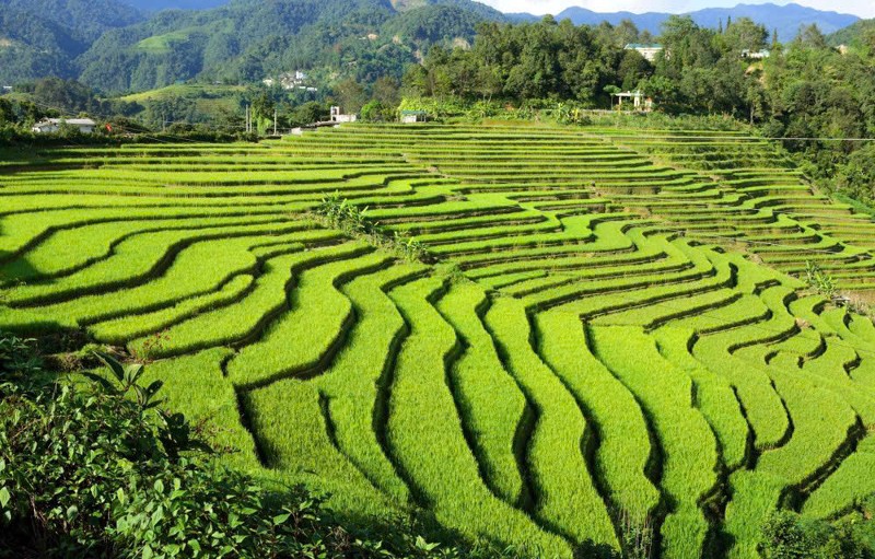 Xã Sì Lở Lầu: Canh tác thích ứng với biến đổi khí hậu