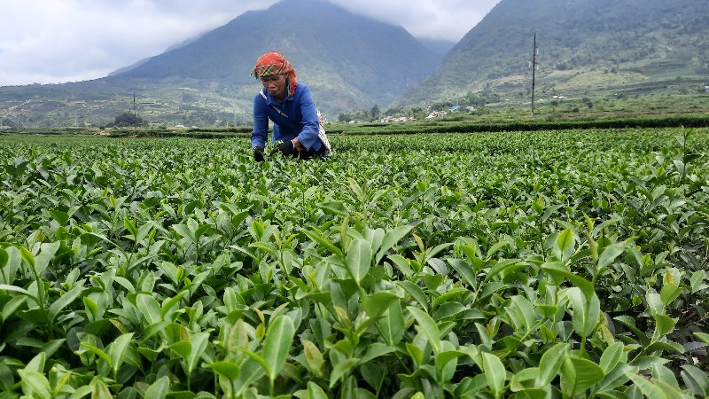 Hỗ trợ hội viên phát triển kinh tế