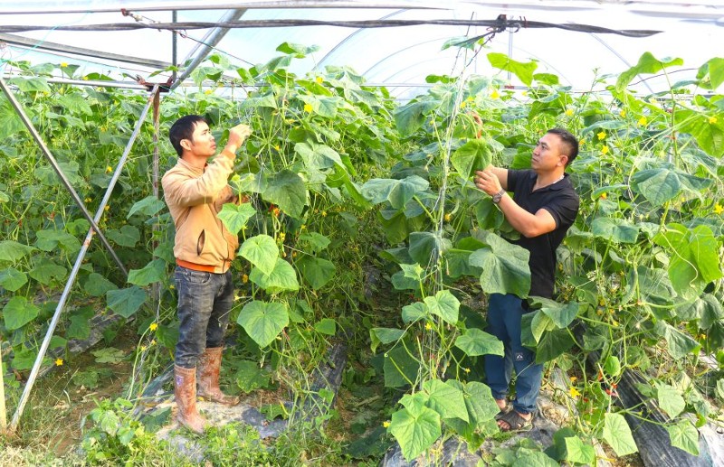 Sìn Hồ vươn mình 