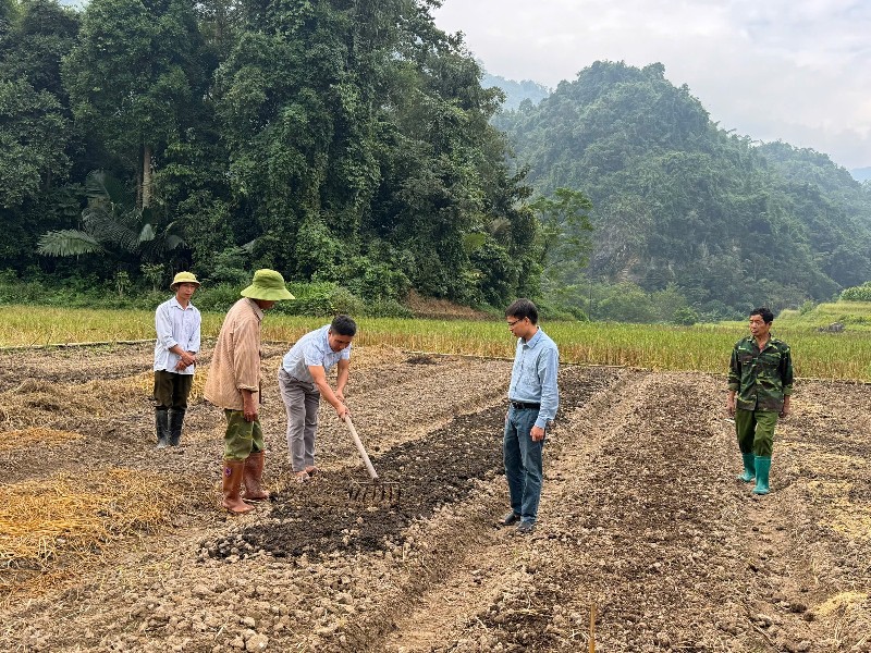 Mô hình trồng rau tăng vụ ở Khun Há