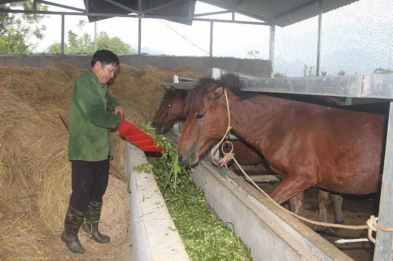 Tiên phong trong phát triển kinh tế