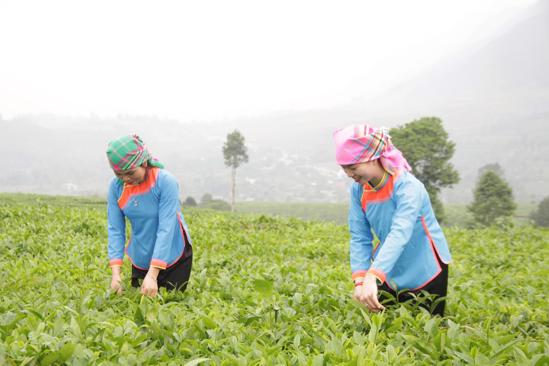 Phát triển vùng chè gắn với du lịch đã và đang đem lại nguồn thu ổn định cho nhiều hộ dân, góp phần đẩy nhanh mục tiêu đưa Tân Uyên trở thành xã NTM.