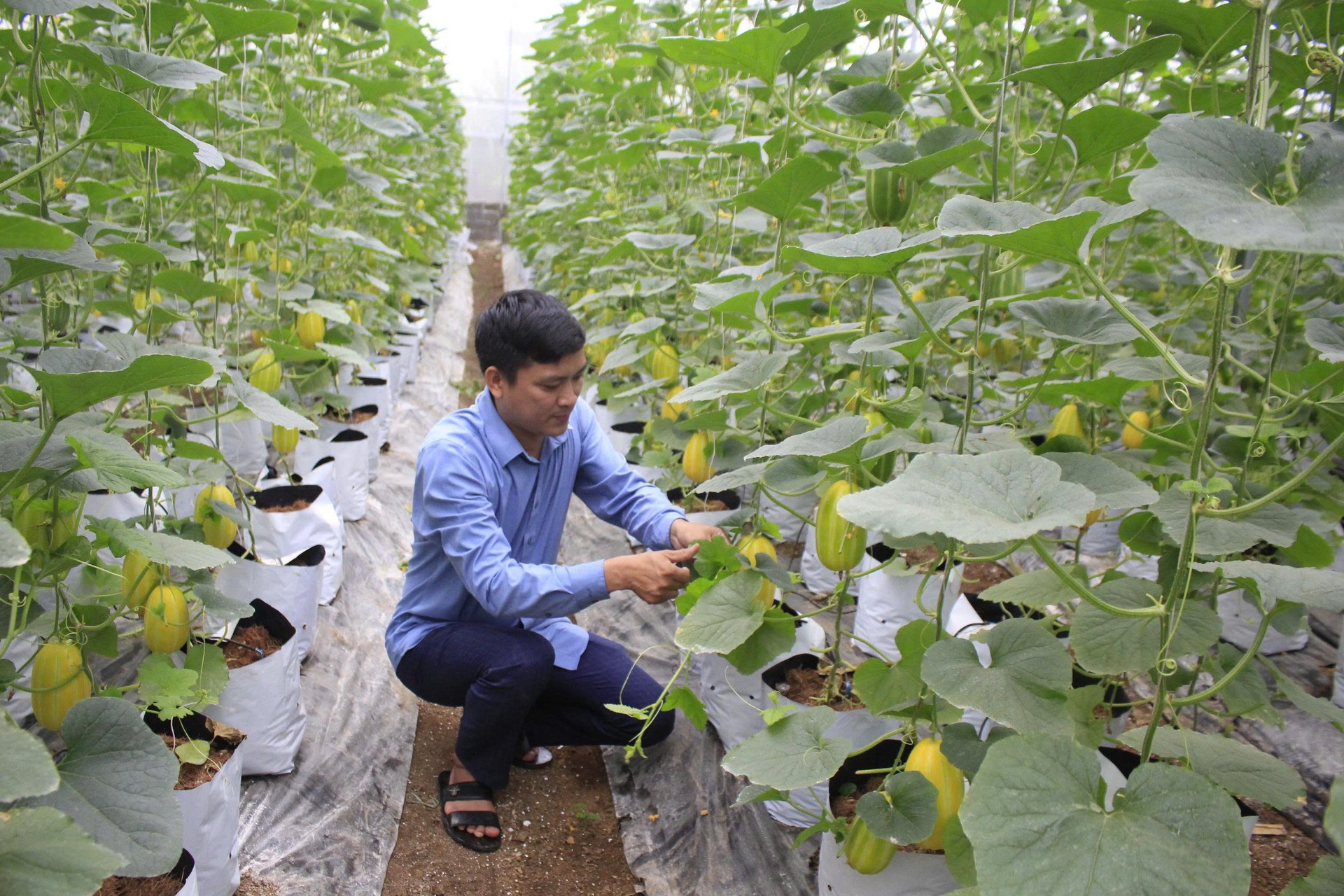 Nhiều mô hình phát triển nông nghiệp hàng hóa hóa tập trung đem lại thu nhập cao, ổn định cho người dân xã Tân Uyên.
