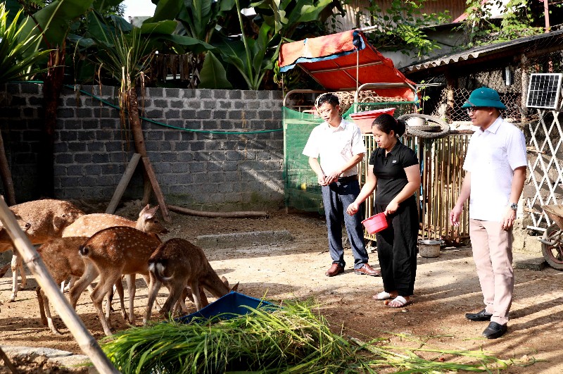 Nuôi hươu - hướng phát triển kinh tế tiềm năng ở Pa Tần