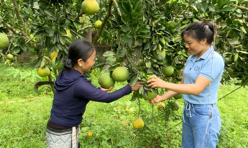Hỗ trợ, đồng hành cùng hội viên phụ nữ phát triển kinh tế