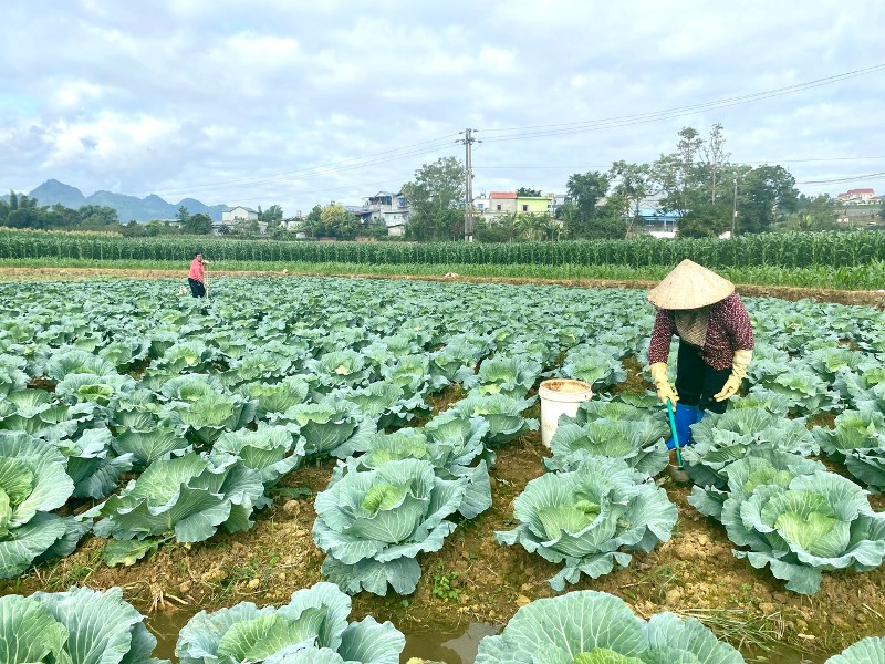Tân Phong đẩy mạnh sản xuất rau vụ đông