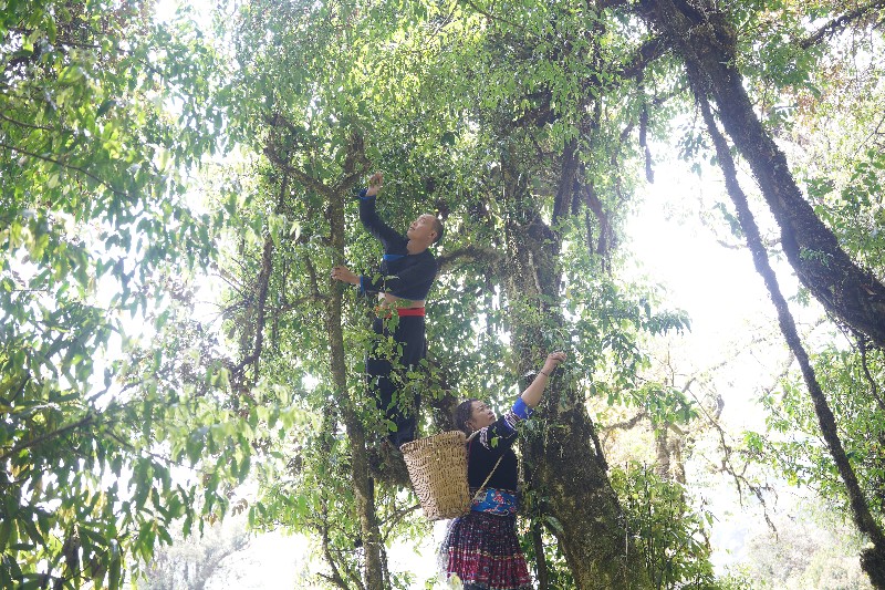 Tả Lèng phát triển nông nghiệp hàng hóa đặc hữu