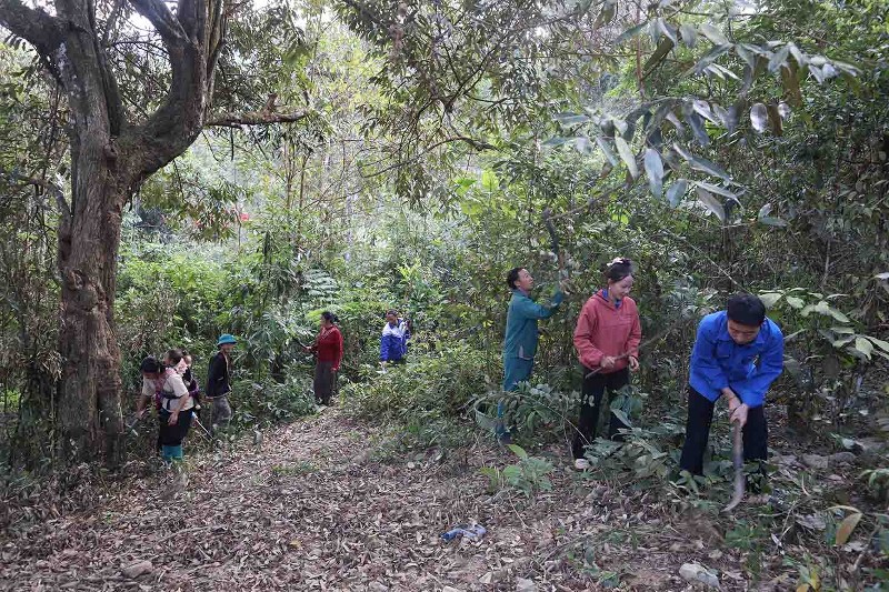 Rừng Tà Tổng thêm xanh