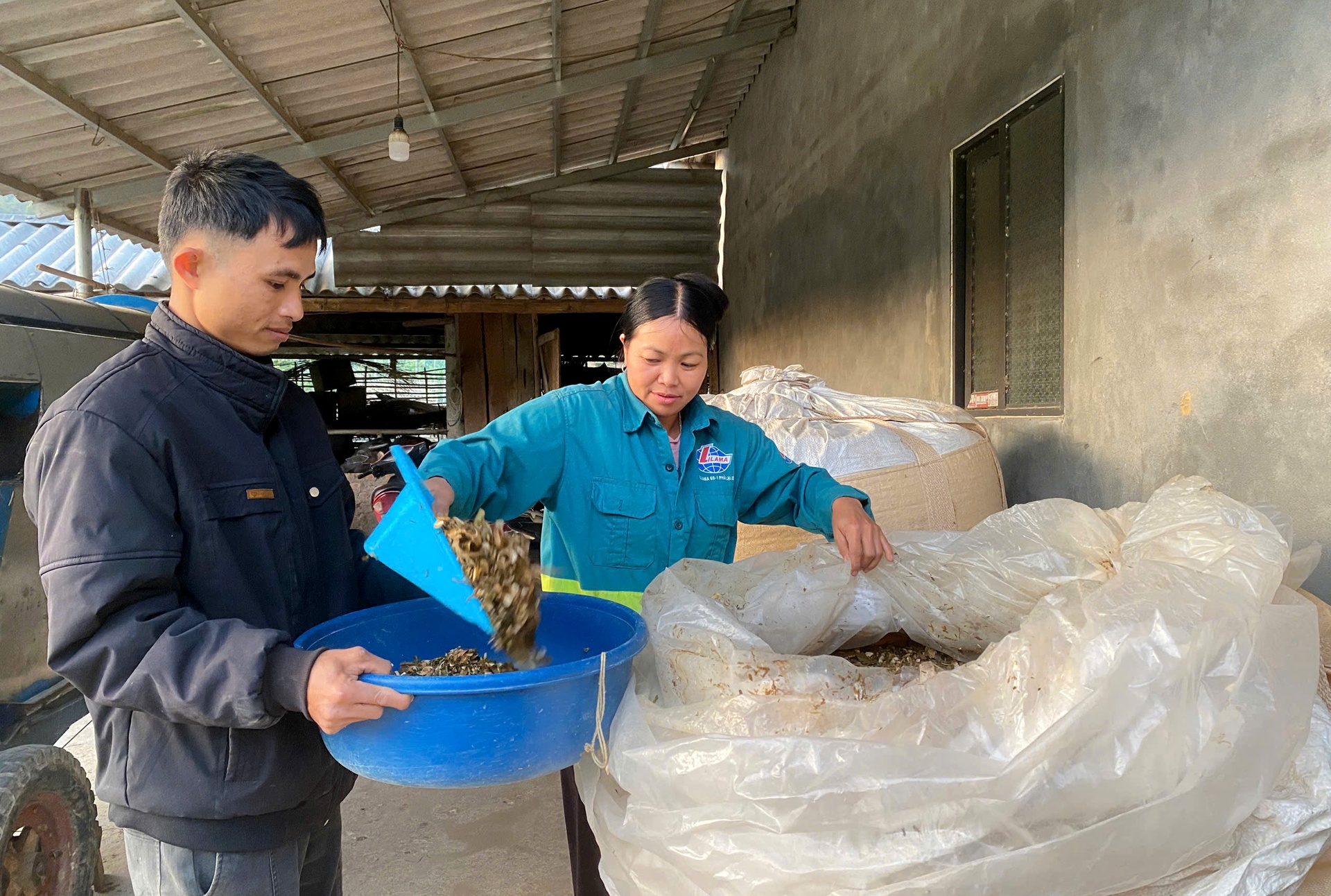 Người dân bản Sang Ngà cắt lá ngô, cỏ tươi để ủ chua, đảm bảo nguồn thức ăn xanh ổn định cho gia súc trong mùa đông. Người dân bản Sang Ngà cắt lá ngô, cỏ tươi để ủ chua, đảm bảo nguồn thức ăn xanh ổn định cho gia súc trong mùa đông.