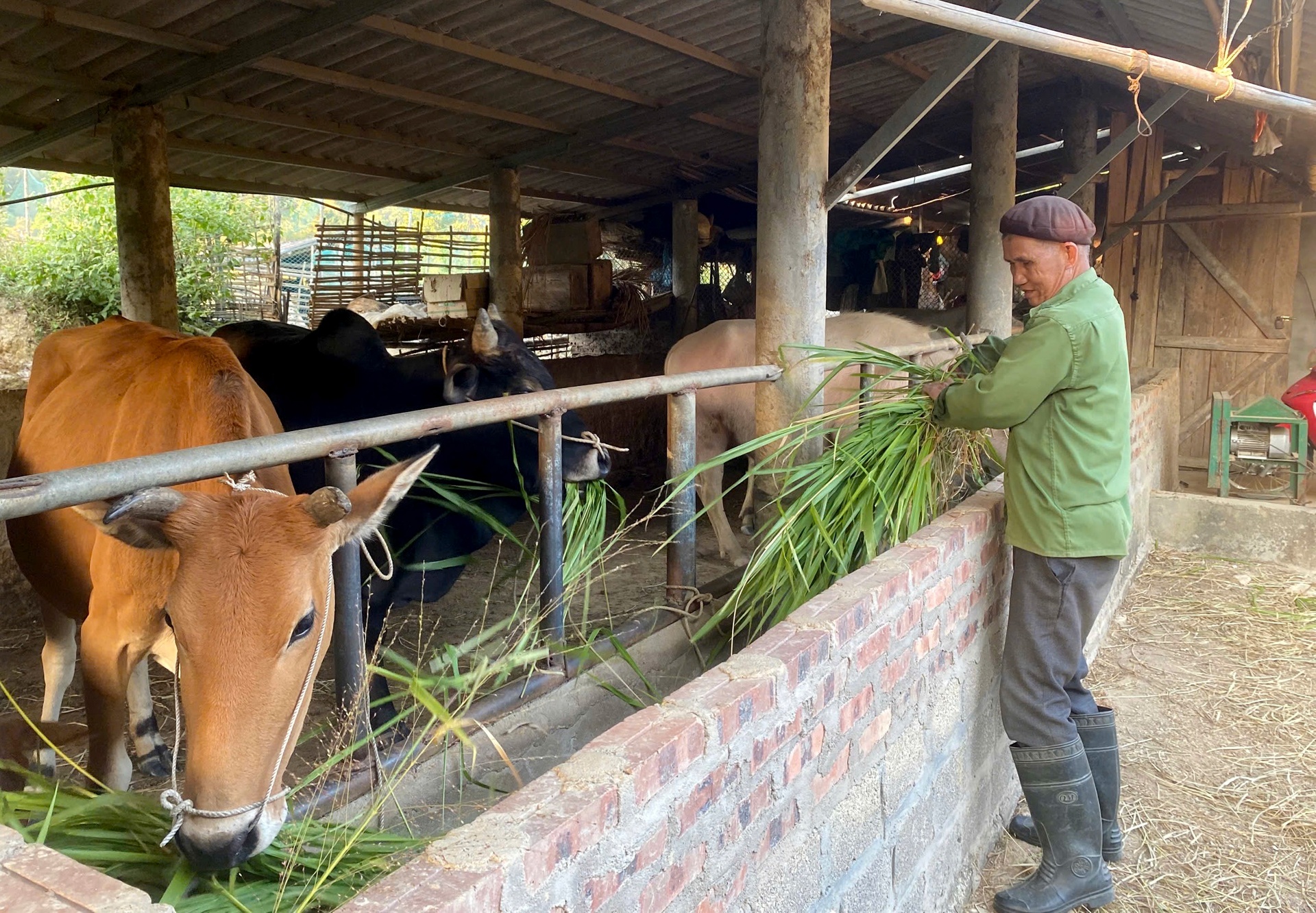 Người dân xã Mường Than chăm sóc đàn gia súc. Người dân xã Mường Than chăm sóc đàn gia súc.