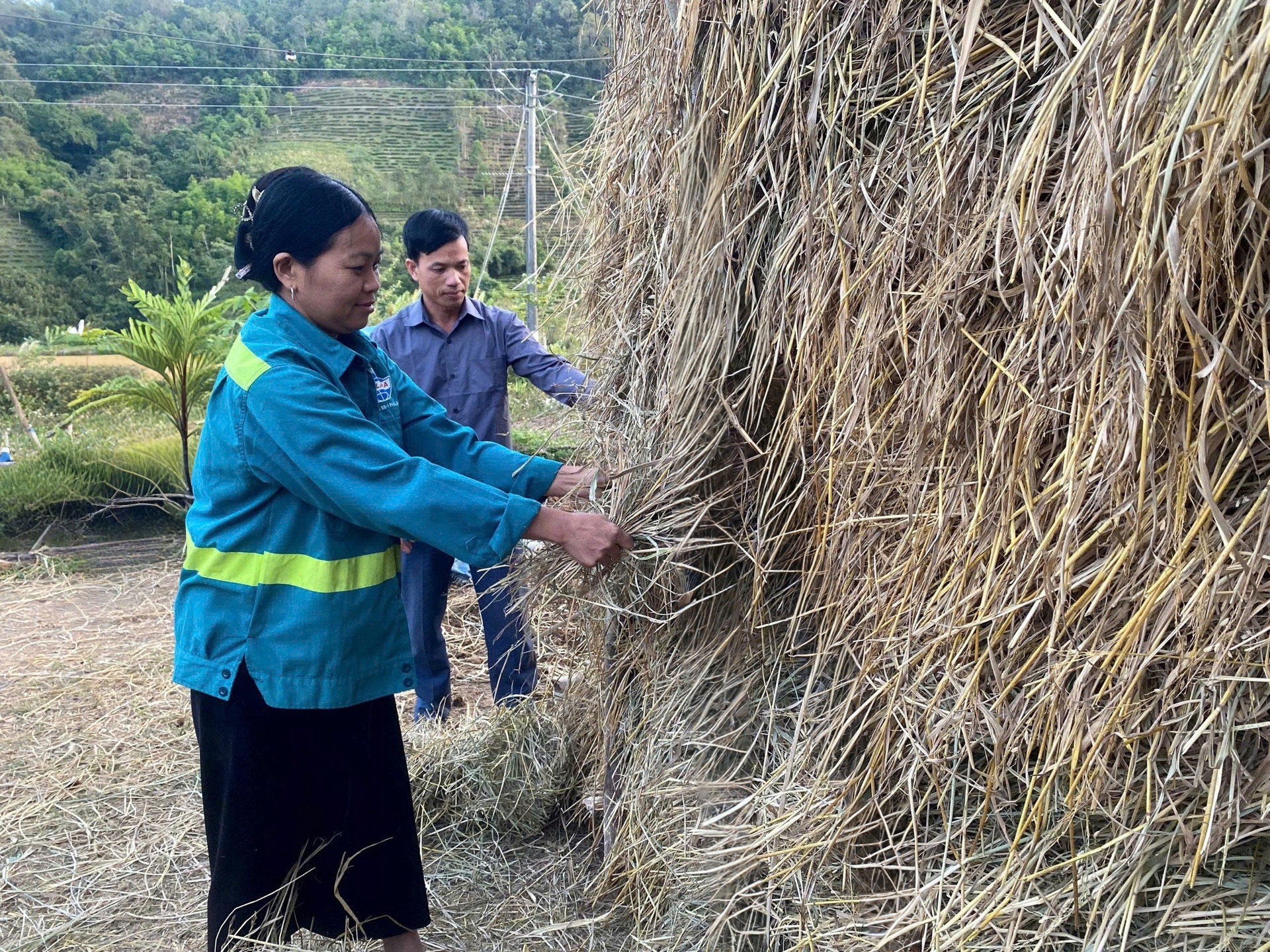 Người dân xã Mường Than tích trữ rơm làm thức ăn cho gia súc trong mùa đông. Người dân xã Mường Than tích trữ rơm làm thức ăn cho gia súc trong mùa đông.