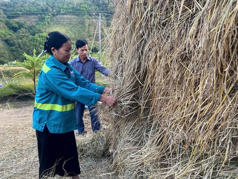 Mường Than chủ động dự trữ thức ăn, bảo vệ đàn đại gia súc trong mùa đông