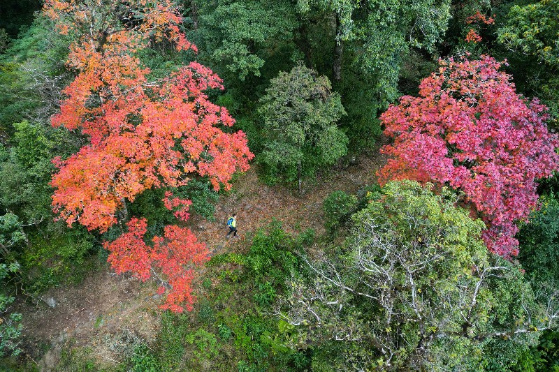 Đường đá Pavi giữa đại ngàn 