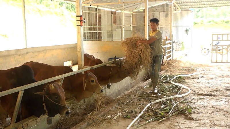 Xã Khổng Lào: Tăng cường phòng chống đói, rét cho đàn vật nuôi