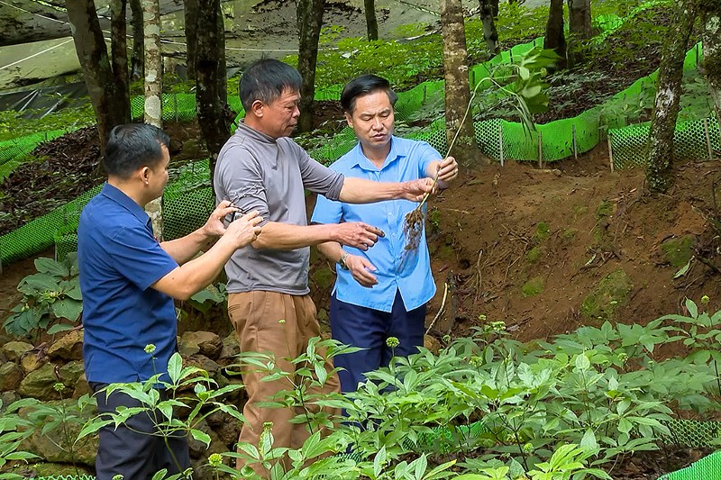 Tả Lèng đánh thức “vàng xanh” dưới tán rừng