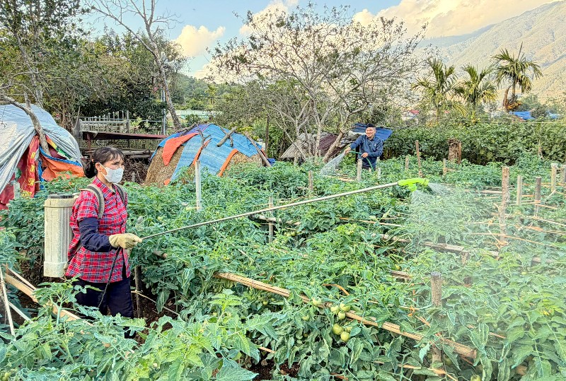  Xanh đồng ruộng - nông dân no ấm 