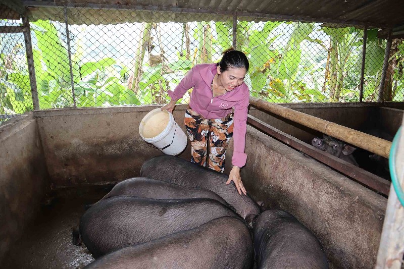 Đẩy mạnh phát triển chăn nuôi theo hướng hàng hóa