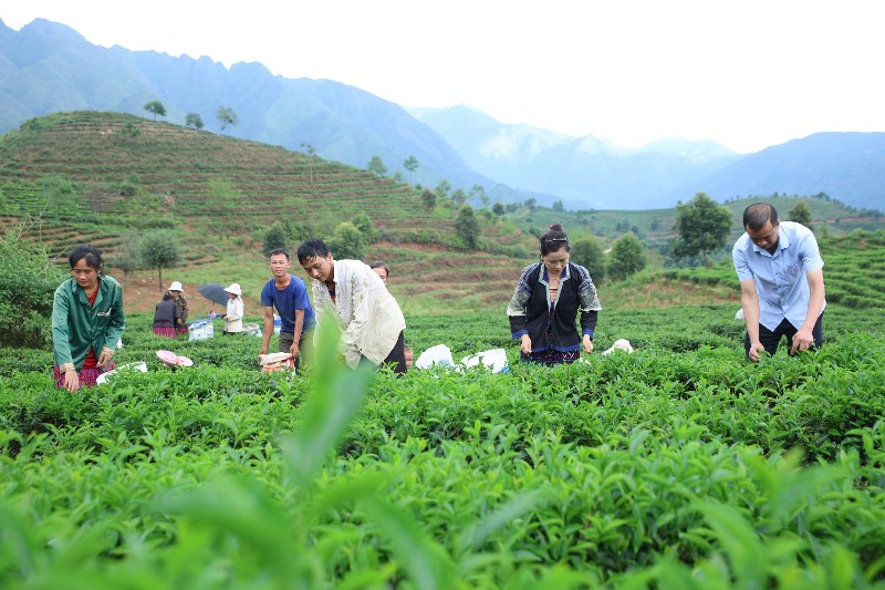 Hương xuân trên những đồi chè 