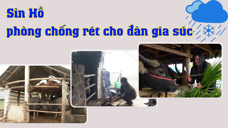 Sìn Hồ chủ động phòng chống rét cho đàn gia súc